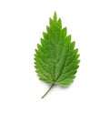 Leaf of stinging nettle isolated on white Royalty Free Stock Photo