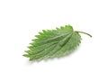 Leaf of stinging nettle isolated on white Royalty Free Stock Photo