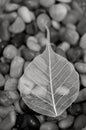 Leaf and stone