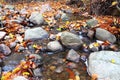 Leaf on stone in a creek Royalty Free Stock Photo