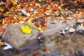 Leaf on stone in a creek Royalty Free Stock Photo