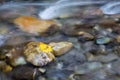 Leaf on a Stone in a Creek. Royalty Free Stock Photo