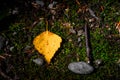 Forest symbols: leaf, stone and stick laying on a grass Royalty Free Stock Photo