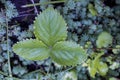 A Leaf of a Strawberry Bush with Dew Drops on a Background of Dark Green Leaves. Leave the Background of Nature. Background Royalty Free Stock Photo