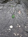 Leaf in a stream