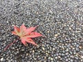 A red maple Leaf on street background