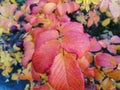 The leaf of the street briar turned red in late October