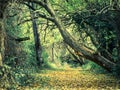 Canopy of Trees over an Autumn Forest Path Royalty Free Stock Photo