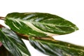 Leaf of `Stromanthe Sanguinea Magicstar` plant leaves with white variegation spot pattern on top and dark pink leaf bottom on whit