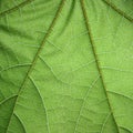 Leaf structure Royalty Free Stock Photo