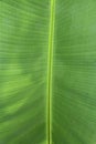 leaf bone structure on banana leaves Royalty Free Stock Photo