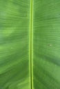 leaf bone structure on banana leaves Royalty Free Stock Photo