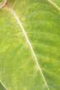 Leaf structure Royalty Free Stock Photo
