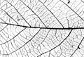 Leaf Structure Skeleton with Veins Vector Grunge Background Royalty Free Stock Photo