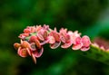 Leaf of the succulent plant Kalanchoe Pink Butterflies with small growths on the edge of the leaf in the collection