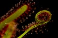 Leaf of a Sundew carnivorous plant Royalty Free Stock Photo