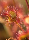 Leaf sundew close up