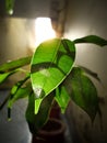 Leaf sunlight closeup HD 4k wallpapers