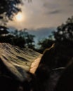 Leaf with Sunrise