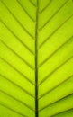 Leaf surface