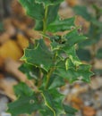 Even if the leaves were bitten off by insects, the leaf of Ilex cornuta did not become listless at all.
