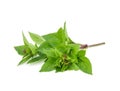 Leaf Sweet Basil isolated on white background Royalty Free Stock Photo
