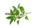 Leaf Sweet Basil isolated on white background Royalty Free Stock Photo