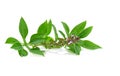 Leaf Sweet Basil  isolated on white background Royalty Free Stock Photo