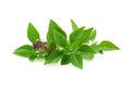 Leaf Sweet Basil  isolated on white background Royalty Free Stock Photo