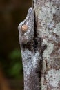 Leaf-tailed gecko portrait, Uroplatus phantasticus, Ranomafana, Madagascar