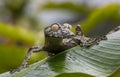 Leaf-tailed gecko is sitting on a large green leaf. Silhouette. unusual perspective. Madagascar.