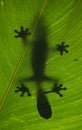 Leaf-tailed gecko is sitting on a large green leaf. Silhouette. unusual perspective. Madagascar.