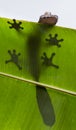 Leaf-tailed gecko is sitting on a large green leaf. Silhouette. unusual perspective. Madagascar.