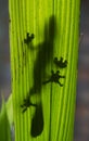 Leaf-tailed gecko is sitting on a large green leaf. Silhouette. unusual perspective. Madagascar.