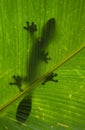 Leaf-tailed gecko is sitting on a large green leaf. Silhouette. unusual perspective. Madagascar.