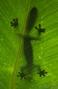 Leaf-tailed gecko is sitting on a large green leaf. Silhouette. unusual perspective. Madagascar.