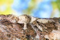 Leaf-tailed gecko on a tree