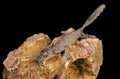Leaf-Tailed Gecko, uroplatus fimbriatus, Adult eating Grasshoper