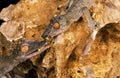 Leaf-Tailed Gecko, uroplatus fimbriatus, Adults eating Grasshoper