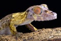 Leaf-tailed gecko (Uroplatus henkeli)