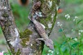 Leaf-tailed Gecko / Uroplatus phantasticus, Madagascar nature