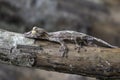 Leaf-tailed Gecko / Uroplatus phantasticus, Detail