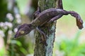 Leaf-tailed Gecko / Uroplatus phantasticus, Madagascar nature