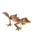 Leaf-tailed Gecko, uroplatus sameiti on white Royalty Free Stock Photo