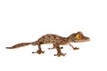 Leaf-tailed Gecko, uroplatus sameiti on white Royalty Free Stock Photo