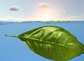 Leaf of tangerine tree in the water against the sky and clouds