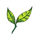 leaf tea sketch hand drawn vector