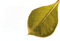 Leaf of Teak (Tectona grandis)