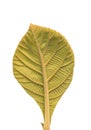 Leaf of Teak (Tectona grandis)