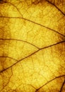 Leaf texture Royalty Free Stock Photo